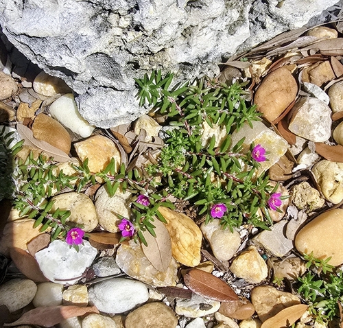 Kiss Me Quick (Portulaca pilosa)
