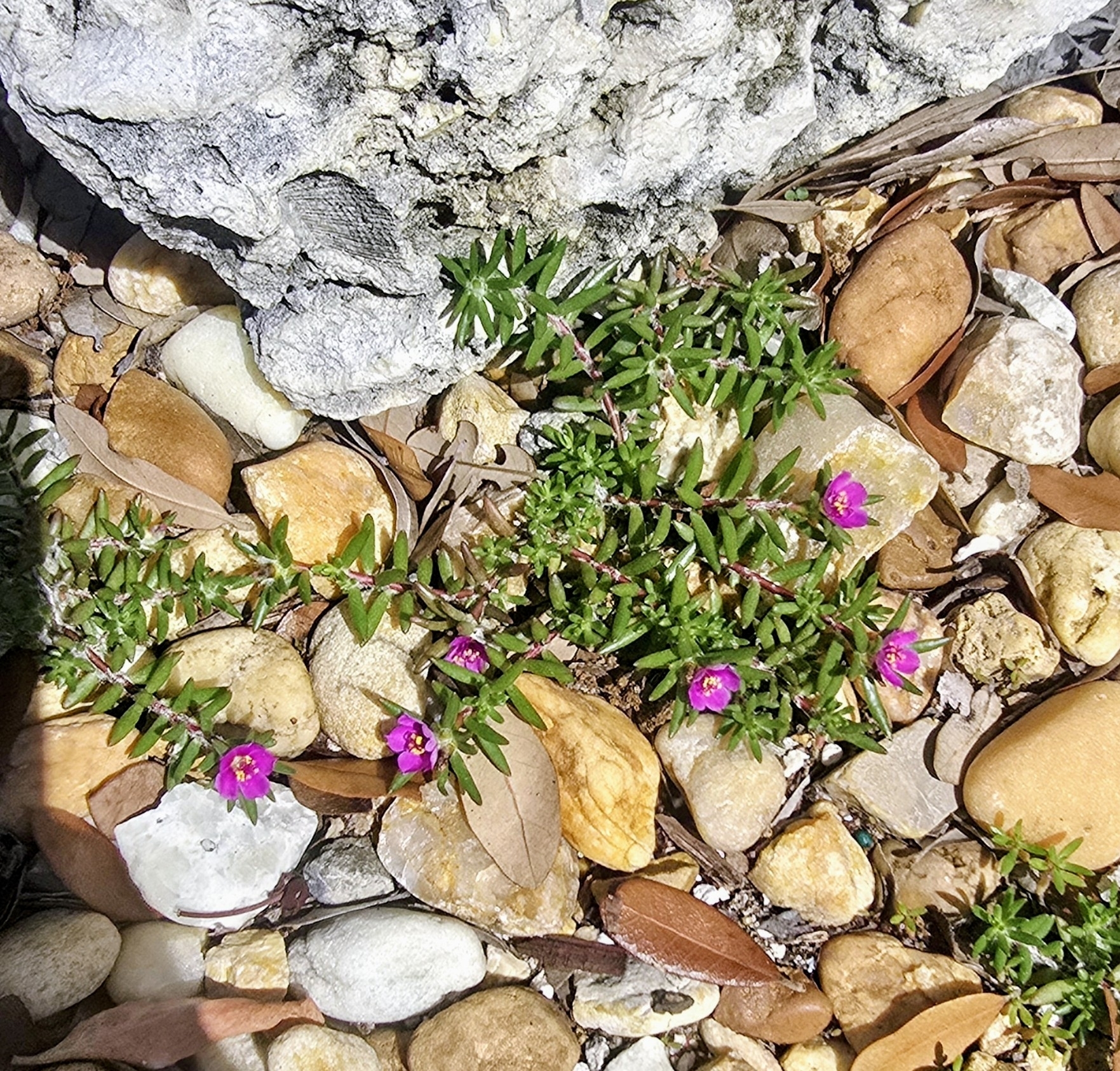 Kiss Me Quick (Portulaca pilosa)
