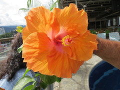 Hibiscus