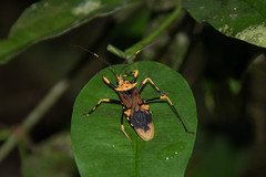 Censorinus ferrugineus