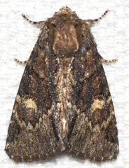 Phosphila turbulenta