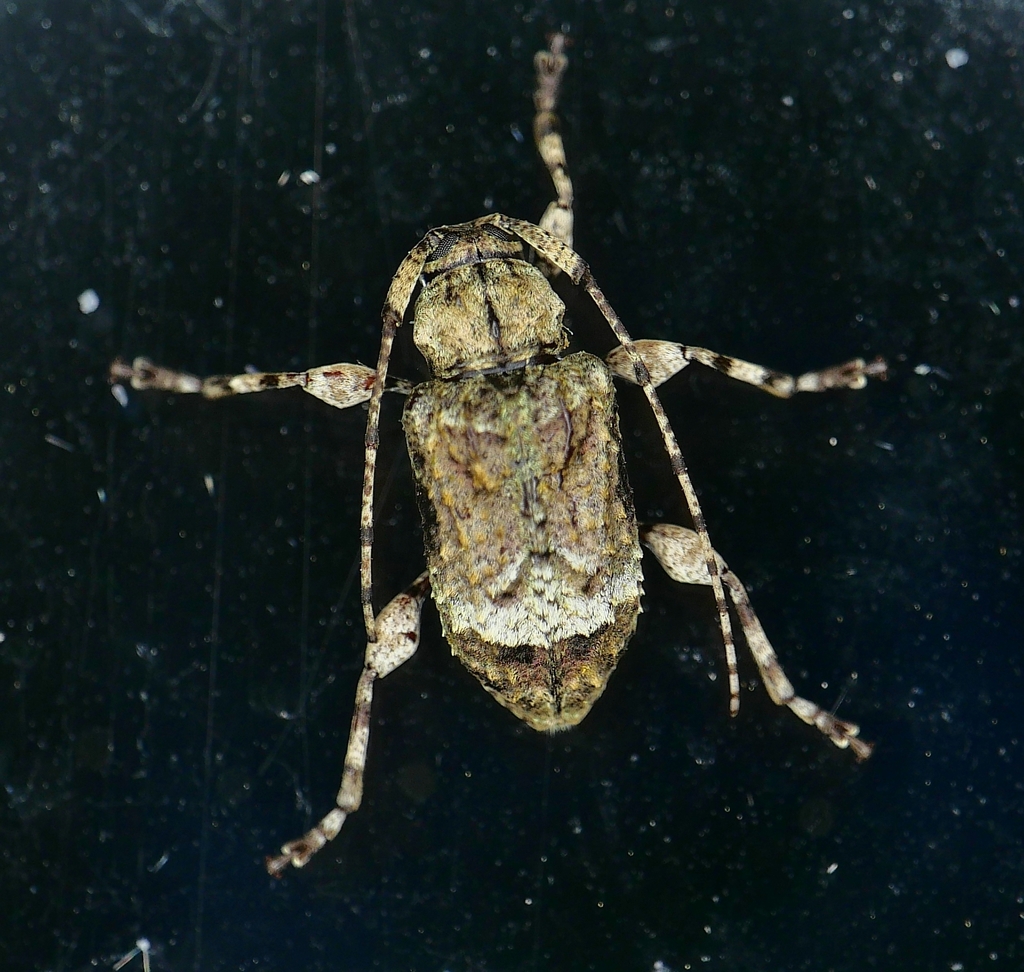 Leptostylus transversus