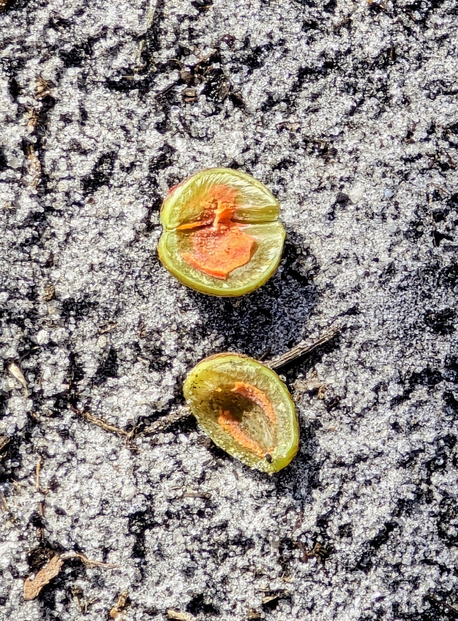 Gumbo Limbo (Bursera simaruba)