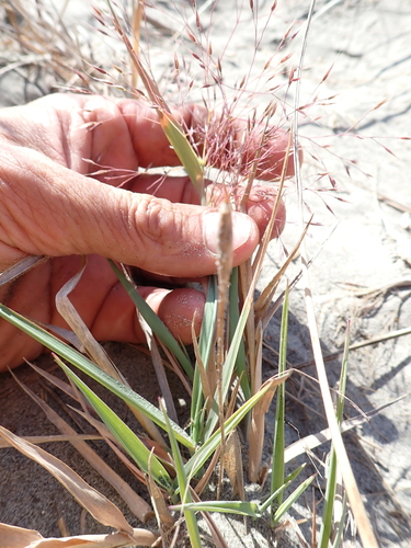 Sand Wind Grass (Lachnagrostis billardierei)