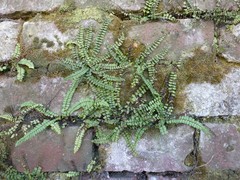 Asplenium trichomanes