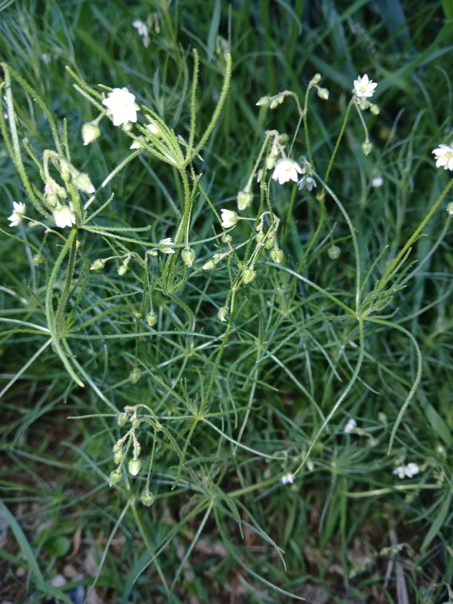 Corn Spurry (Spergula arvensis)