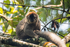 Eulemur rufifrons