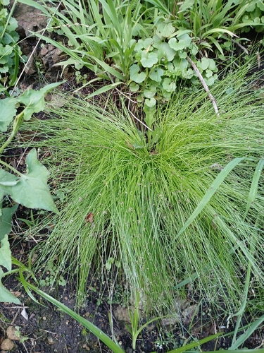 Low Bulrush (Isolepis sepulcralis)