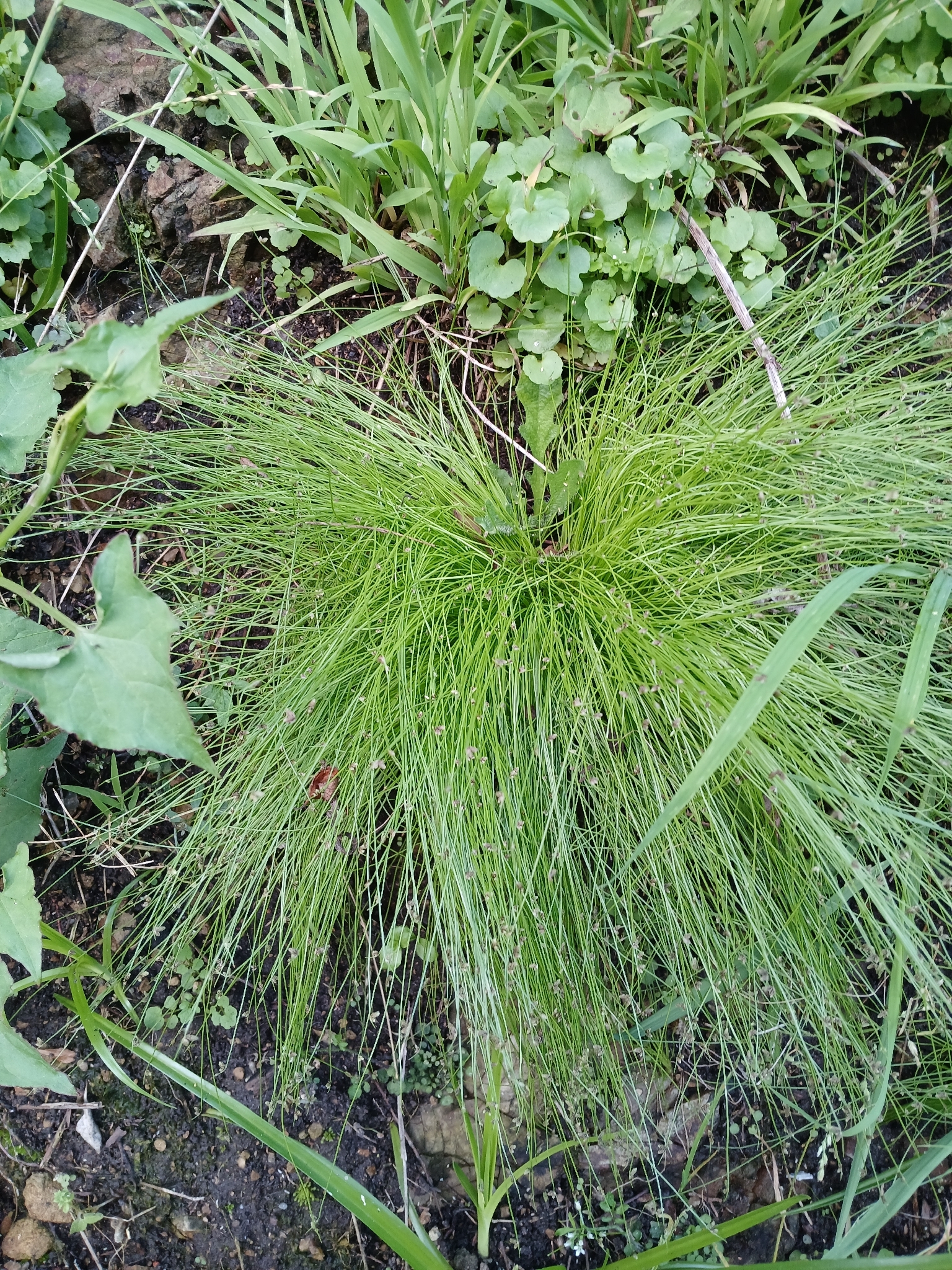 Low Bulrush (Isolepis sepulcralis)