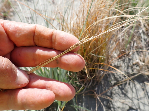 Orange New Zealand Sedge (Carex testacea)
