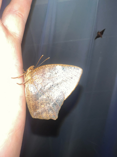 Narope cyllabarus