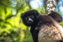 Propithecus edwardsi