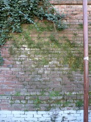 Asplenium trichomanes