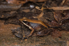 Mantidactylus