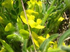 Astragalus buchtormensis
