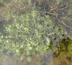 Callitriche hermaphroditica