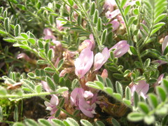 Astragalus testiculatus