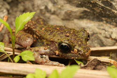 Odorrana liboensis