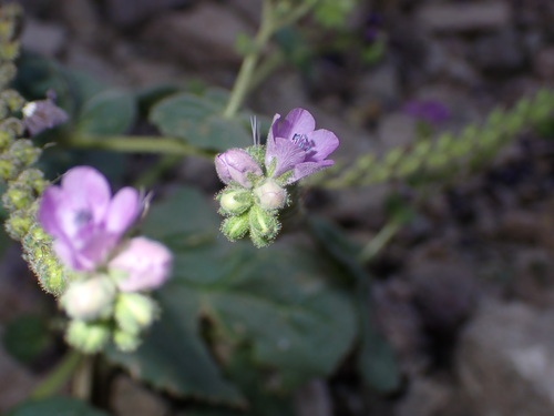 Caltha-leaf Phacelia (Phacelia calthifolia)