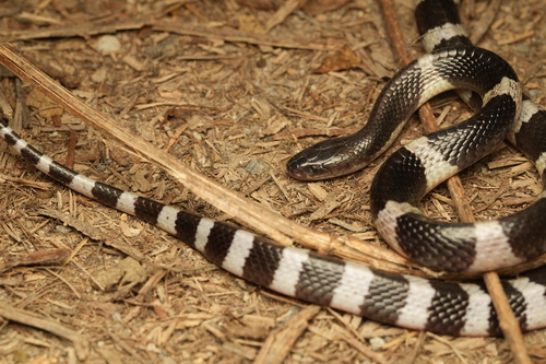 Many-banded Krait