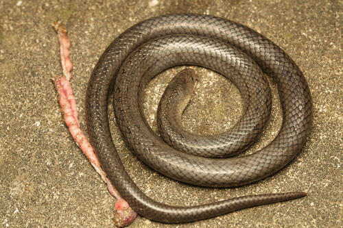 Black Cross-barred Kukri Snake