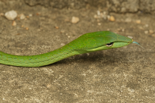 Oriental Whipsnake