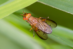 Tetanocera plebeja