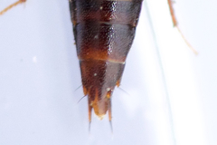 Tachinus corticinus
