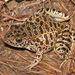 Crawfish Frog - Photo (c) johnwilliams, some rights reserved (CC BY-NC), uploaded by johnwilliams