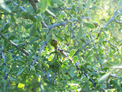 Condalia globosa pubescens