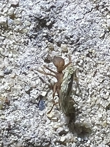 Wheeler’s Fungus-farming Ant