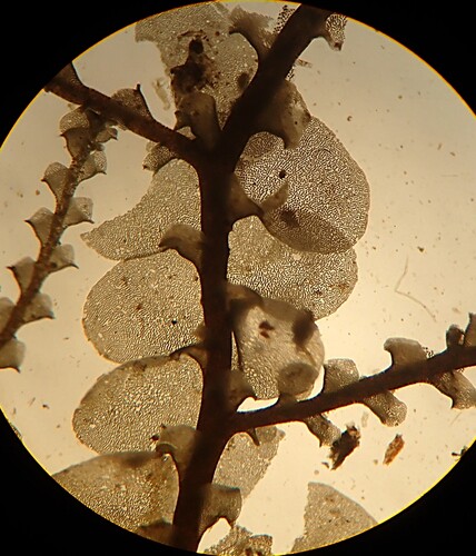 Radula reflexa