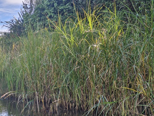 river bulrush (Bolboschoenus fluviatilis)