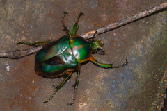 Bothrorrhina reflexa