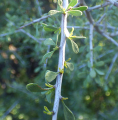 Condalia globosa pubescens