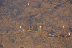 Potamogeton sibiricus