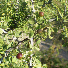 Condalia globosa pubescens