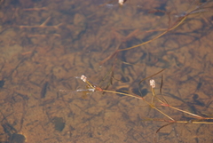 Potamogeton sibiricus