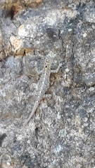 Cnemaspis littoralis