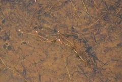 Potamogeton sibiricus