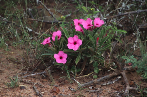 Summer impala lily (Adenium swazicum)