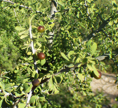 Condalia globosa pubescens