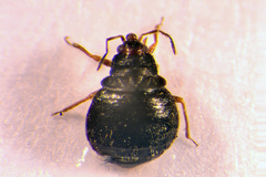 Microphysidae