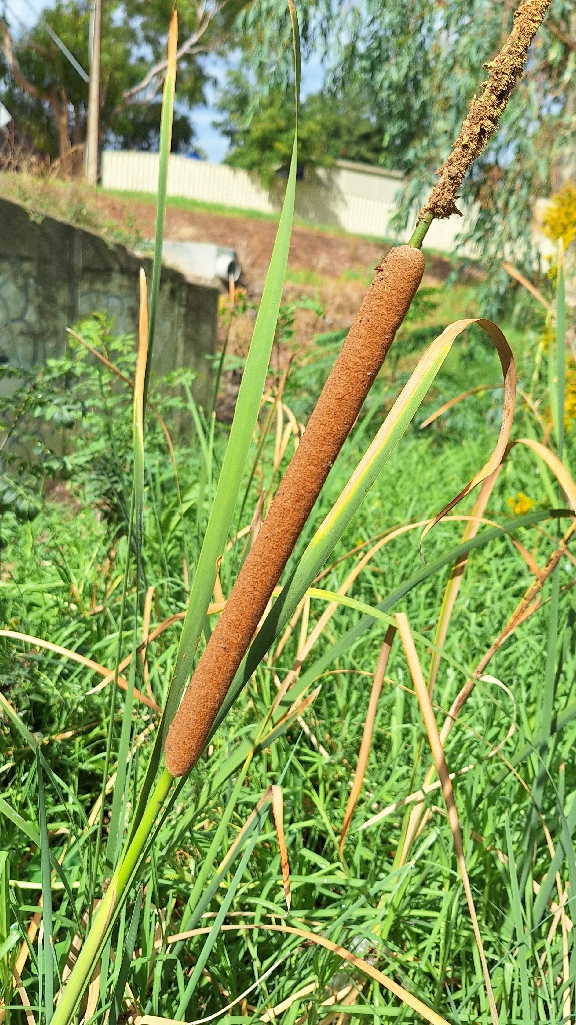 Southern Cattail (Typha domingensis)