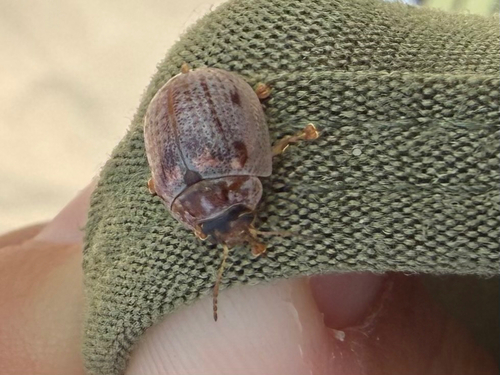 iNaturalist observation photo of Eucalyptus Leaf Beetle