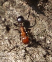 Atopomyrmex mocquerysi