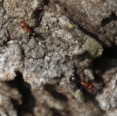 Atopomyrmex mocquerysi