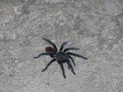 Tliltocatl epicureanus