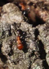 Atopomyrmex mocquerysi