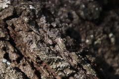 Atopomyrmex mocquerysi
